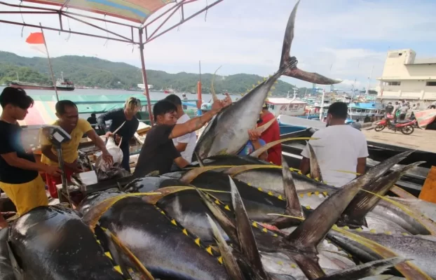 Bonebol Manfatkan Penerbangan Kargo Manado-Jepang untuk Ekspor Ikan Tuna